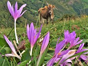 58 Colchicum autumnale ( Colchico d'autunno) con mucca al pascolo trado-pomeridiano